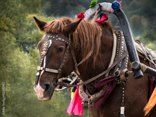 bay horse in harness smart