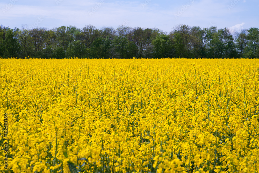 Rapsfeld mit blauem Himmel