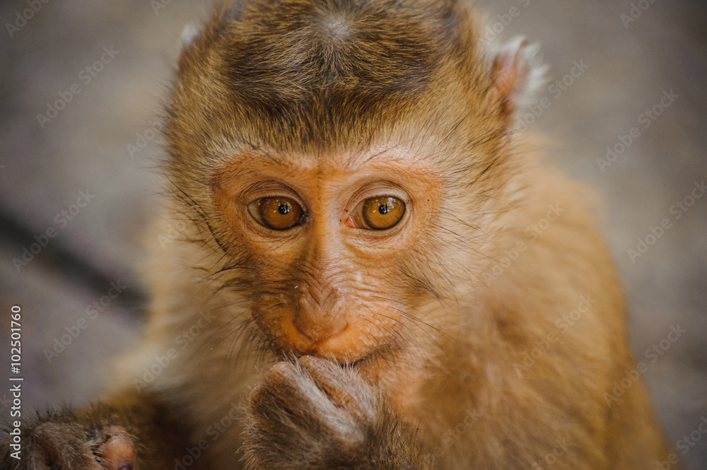 one cute baby monkey eating one cute baby monkey eating