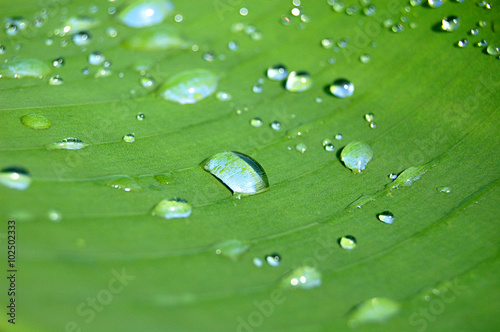 Macro Dews on Green Leaf