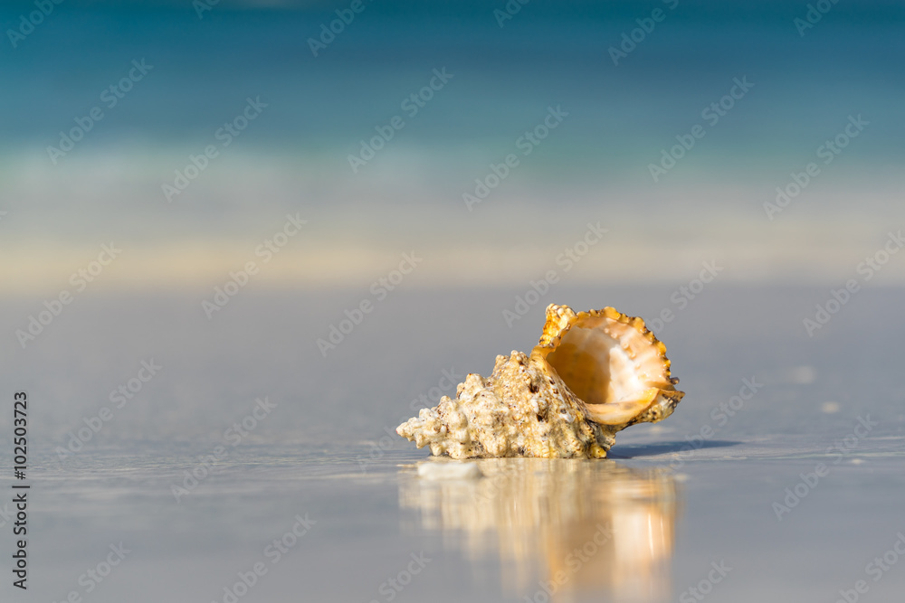 Sea shell on the sandy beach on tropical island Sea shell on the sandy beach on tropical island