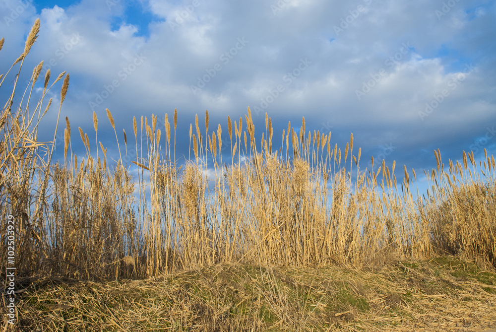 Fototapeta premium Reeds on a cloudy sky
