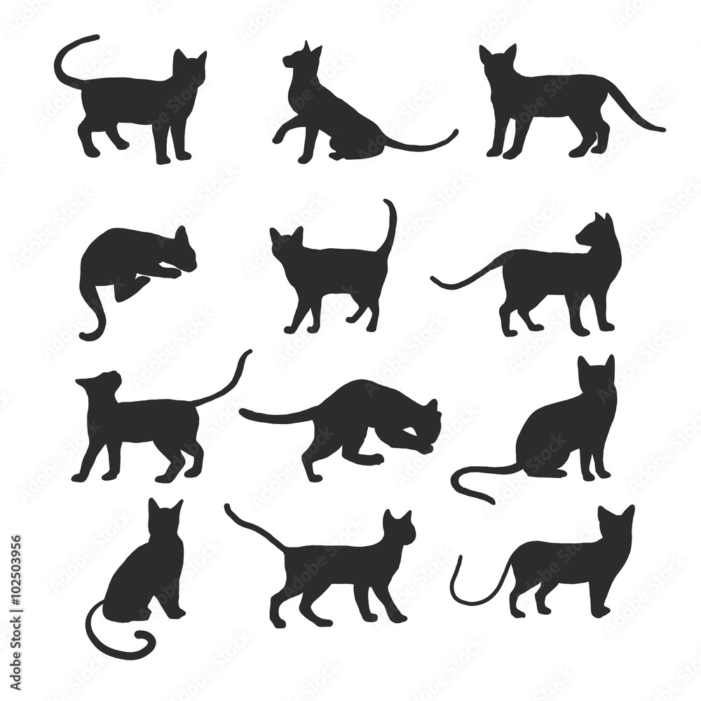 cat collection vector