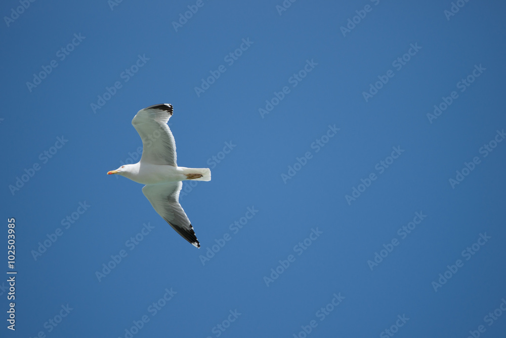 Fototapeta premium fliegende Silbermoewe