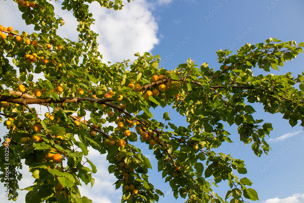 apricots on tree