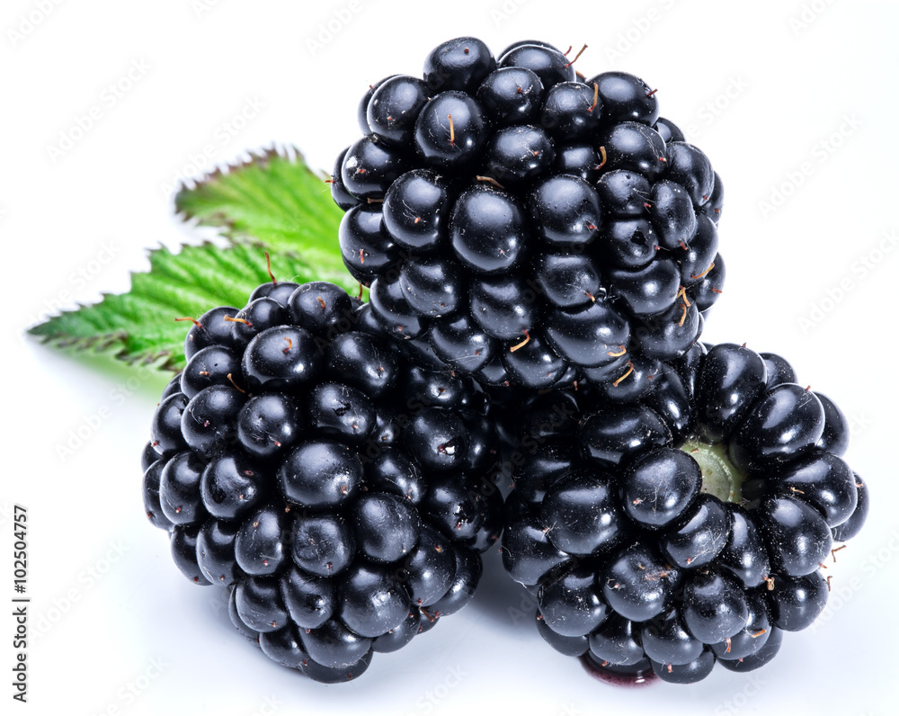 Three blackberries on the white background. Three blackberries on the white background.