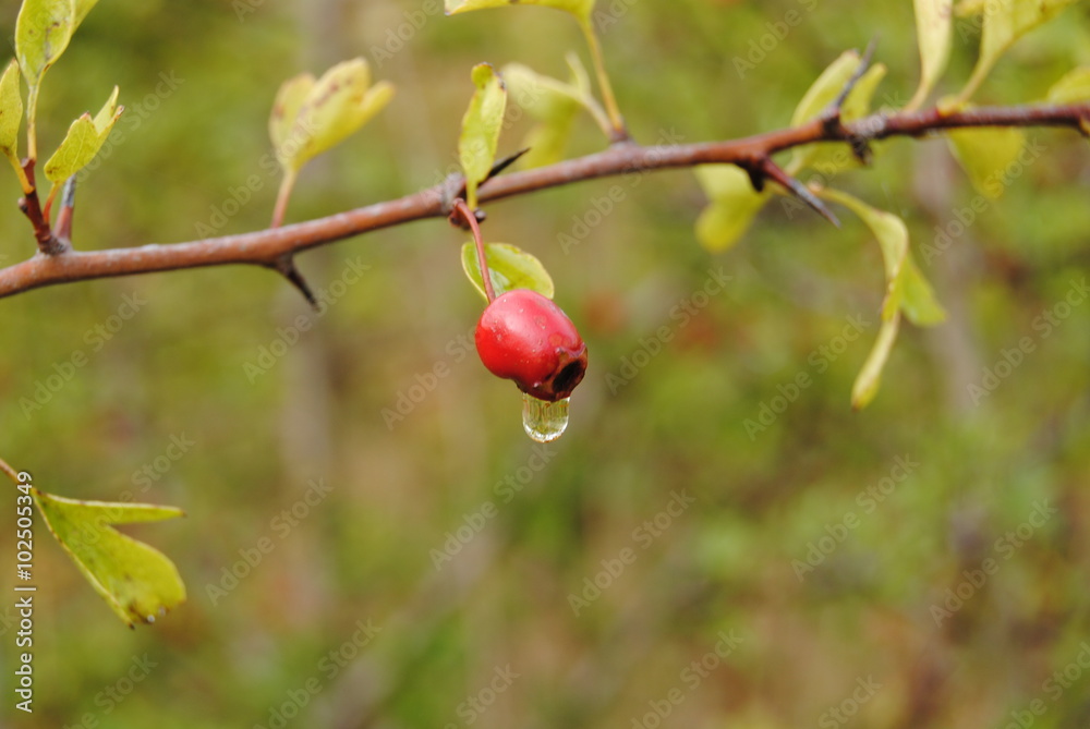 Hagebutte mit Wassertropfen
