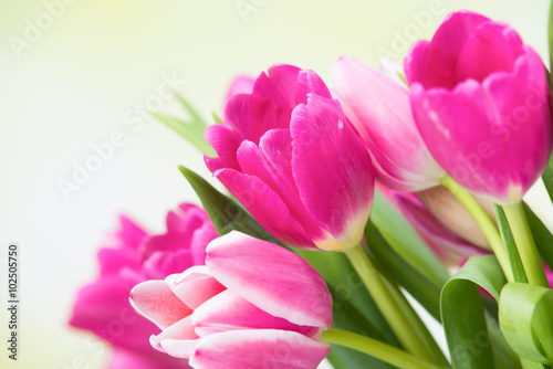 frische tulpenblüten © Racle Fotodesign