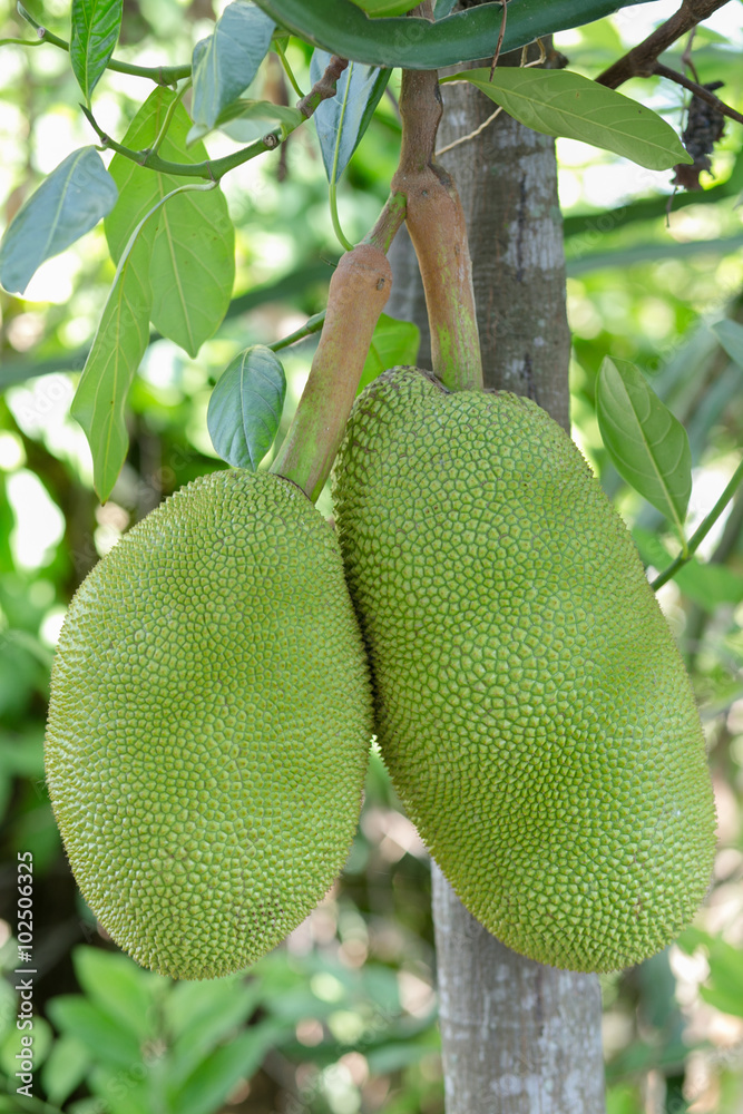 jackfruit jackfruit