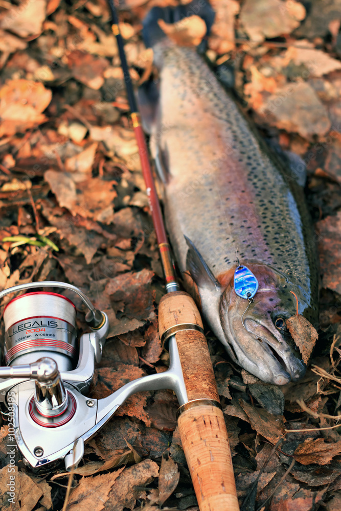 Autumn Fishing. Rainbow Trout, fishing rod Stock Photo