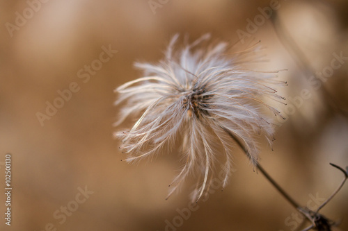 Detail von Samen einer Waldrebe - wilde Clematis