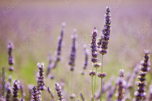 Purple lavender flowers  Sunset over a summer lavender field  Provence  France