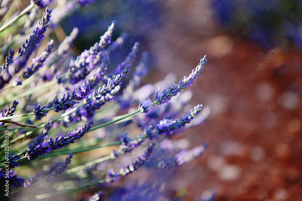 Purple lavender flowers, Sunset over a summer lavender field, Provence, France Purple lavender flowers, Sunset over a summer lavender field, Provence, France