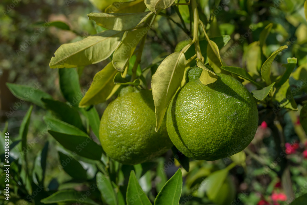 Immature green Yuzu fruit in Japanese garden Immature green Yuzu fruit in Japanese garden