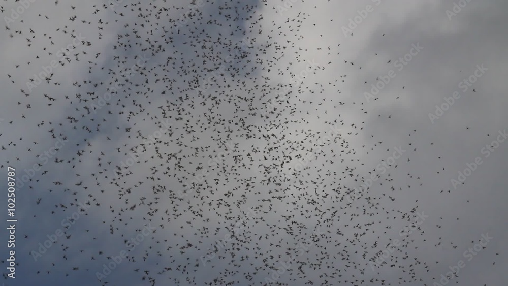 A swarm of insects in the desert A swarm of insects in the desert
