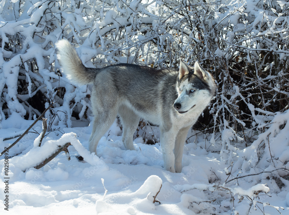 Fototapeta premium Dog breed Husky