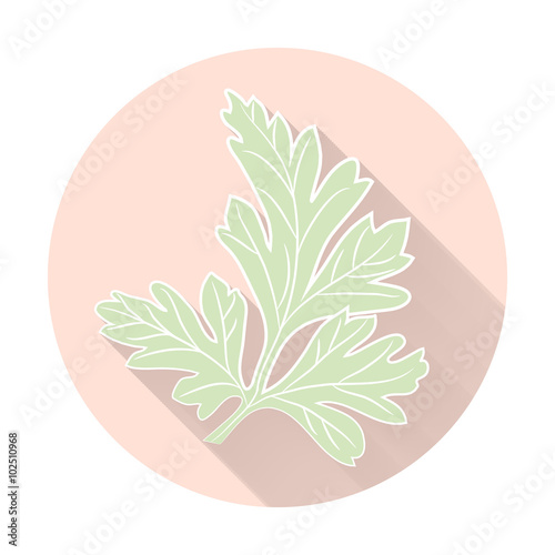 Vector fresh parsley herbs. Aromatic leaves used to season meats