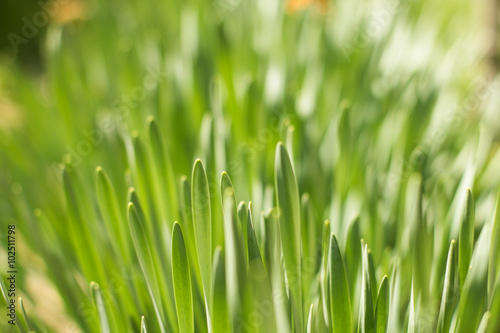 Green Spring Grass