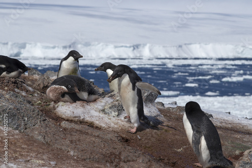 Adélie penguin, Antarctica.
