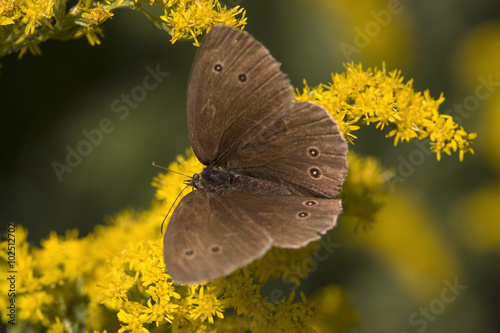 Ringlet butterfly (Aphantopus hyperantus), Laren, Gelderland, Netherlands