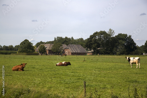 Rural landscape in the eatern part of the Netherlands, Laren, Gelderland