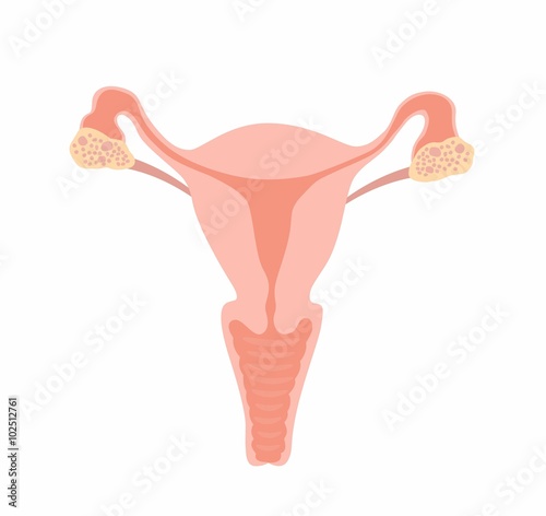  Illustration Uterus vector