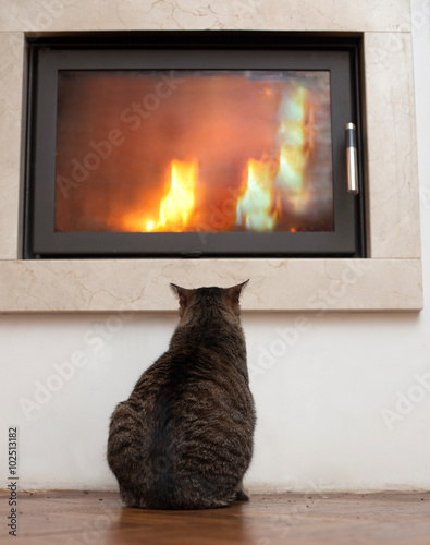 cat relaxing by the fire
