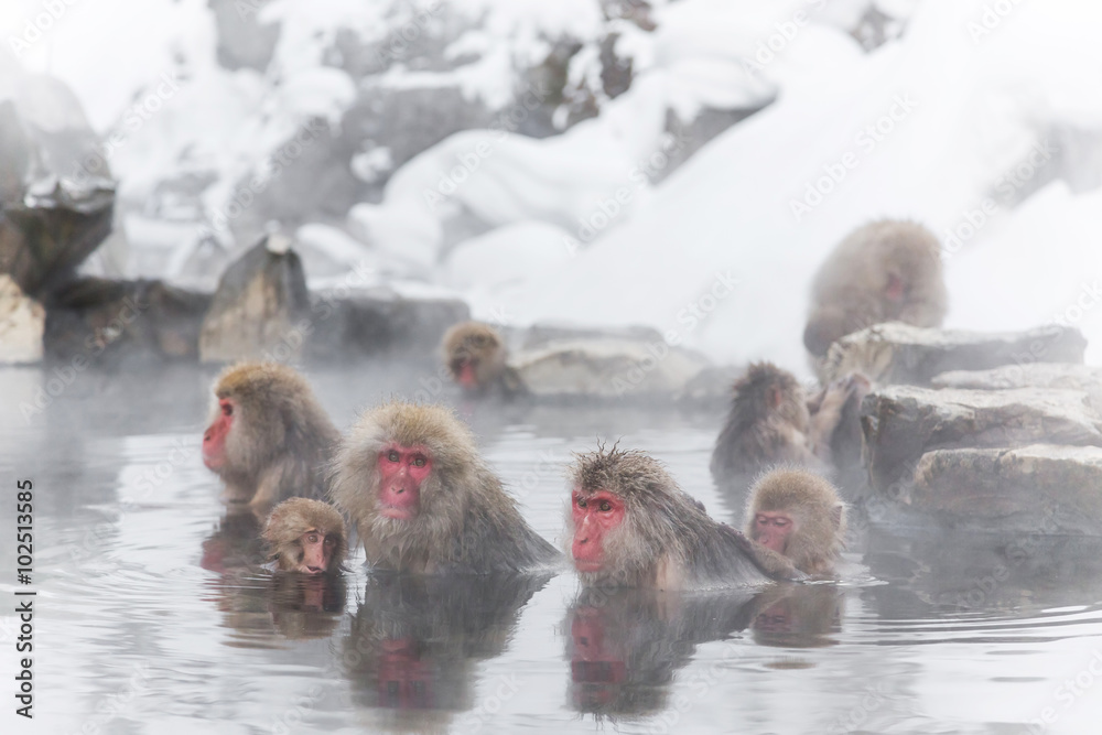 Fototapeta premium 温泉を楽しむおさるさん Japanese monkey enjoying a hot spring