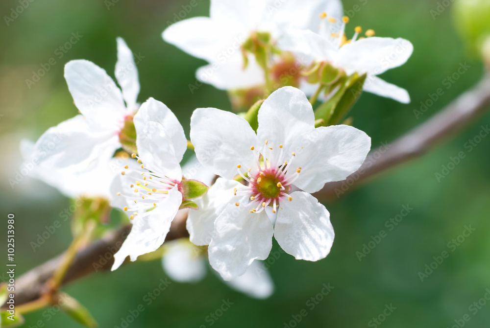 Plum white flowers