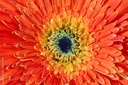 Red flower gerbera