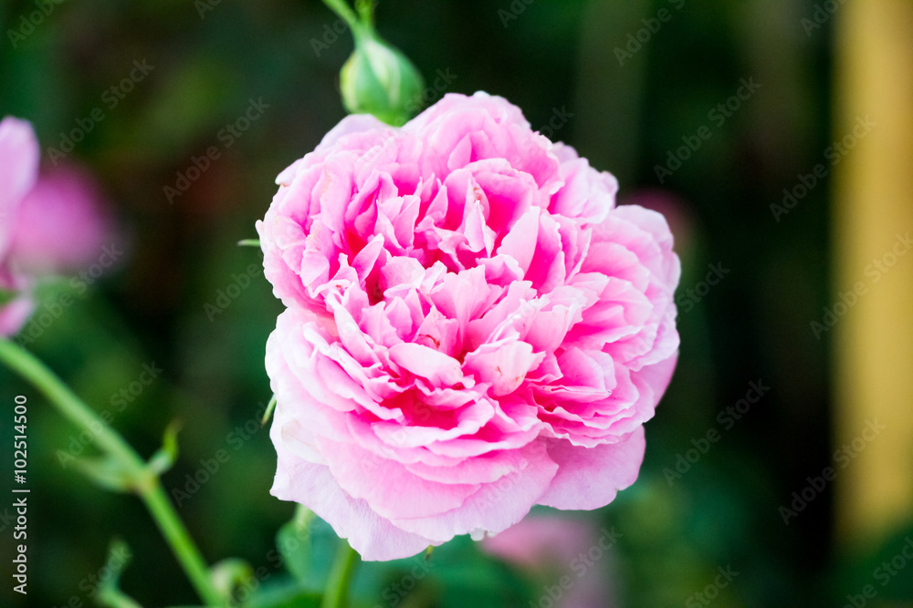 Pink roses in garden 