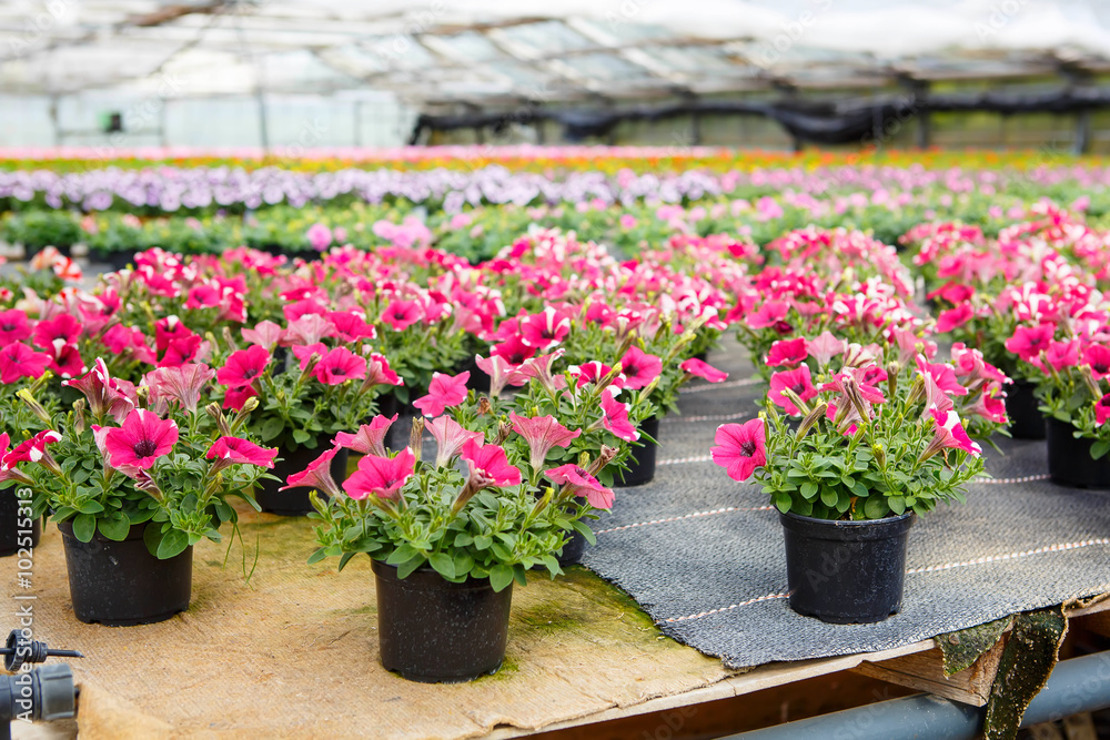 Cultivation of different flowers in greenhouse