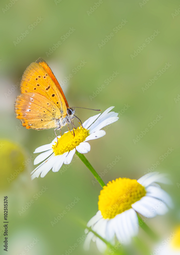 Schmetterling auf Blüte Schmetterling auf Blüte