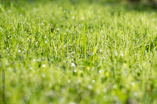 Green Spring Grass