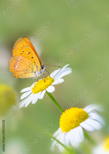 Schmetterling auf Blüte