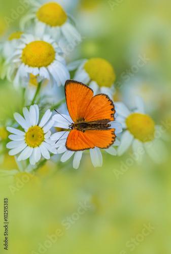 Dukatenfalter auf Blüten
