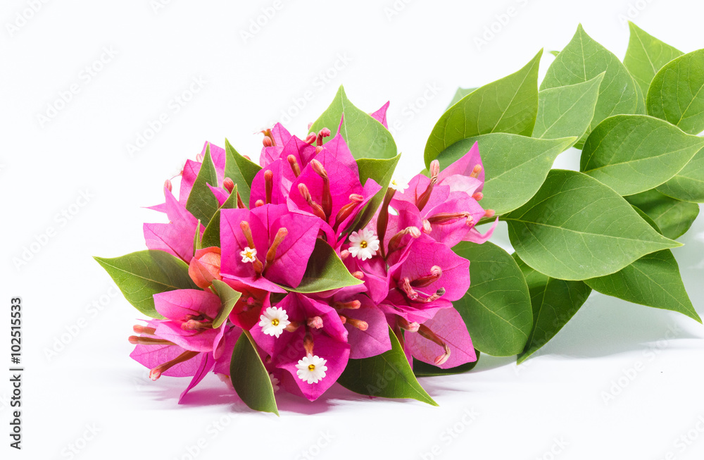 Isolated Bougainvillea flower and leaf.