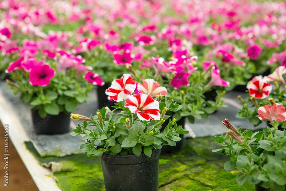 Cultivation of different flowers in greenhouse