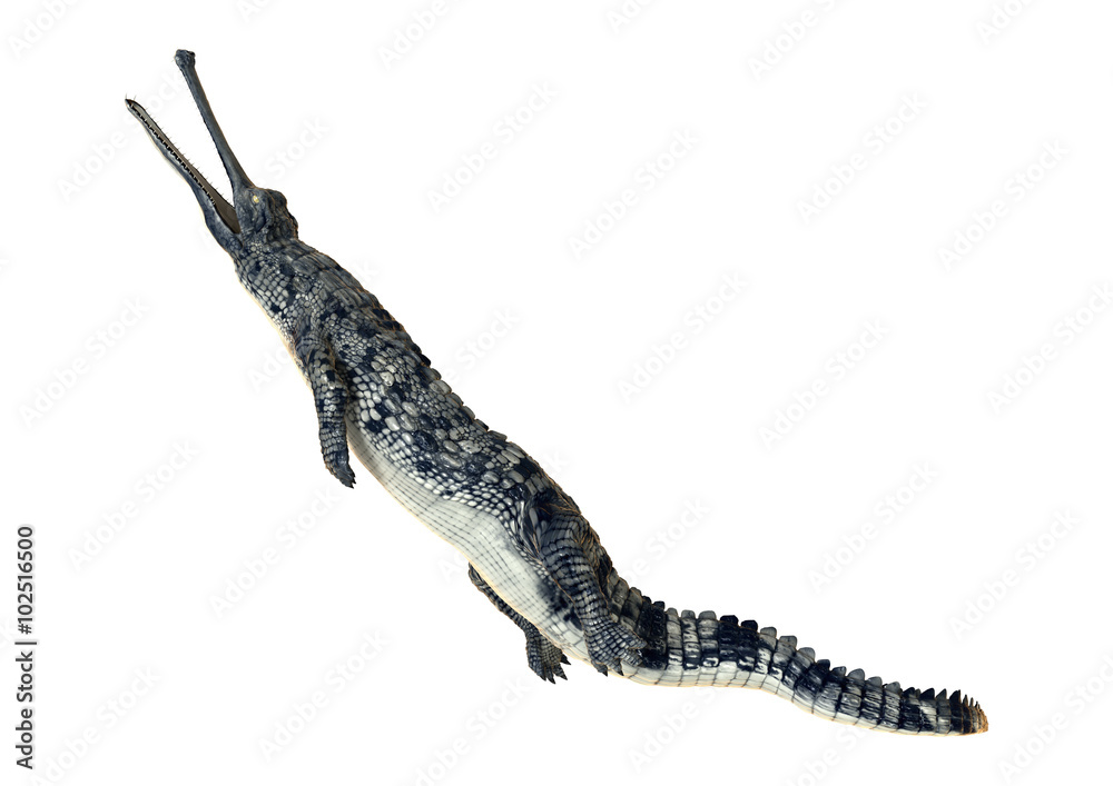 Naklejka premium Gharial or Gavialis Gangeticus
