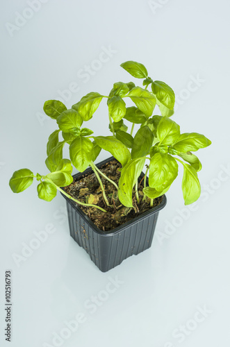 Aromatic basil plant.