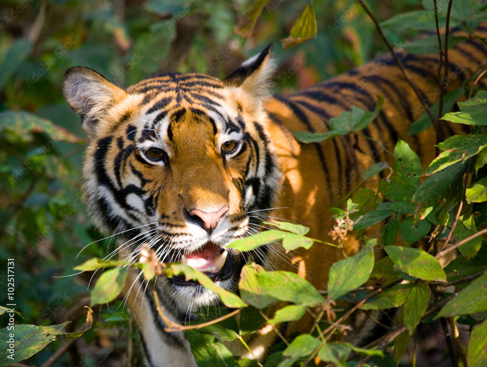 Naklejka premium Portrait of a tiger in the wild. India. Bandhavgarh National Park. Madhya Pradesh. An excellent illustration.