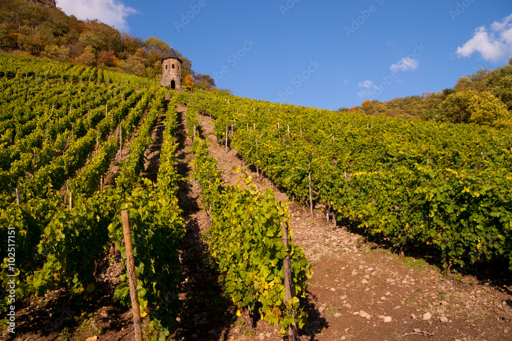 Obraz premium Weinlaub