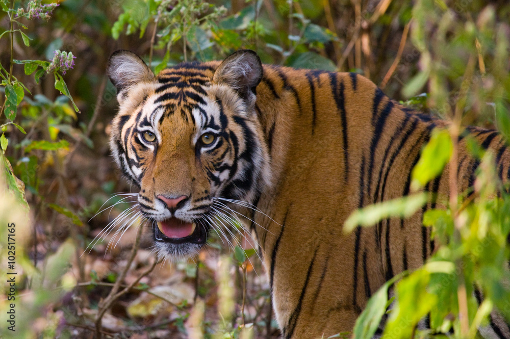 Fototapeta premium Portrait of a tiger in the wild. India. Bandhavgarh National Park. Madhya Pradesh.