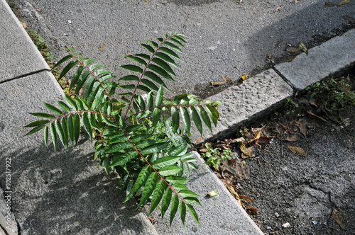 Ailanthus altissima (tree of heaven, ghetto palm, tree of hell) is a fast growing invasive plant in Europe and America. It grows out of the cracks and roots can cause damage to pavement.