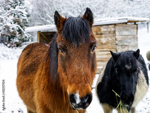 Horses on the farm, snowy weather