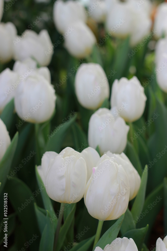 Fototapeta premium Beautiful red tulips.