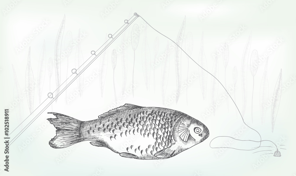 Obraz premium Hand drawing crucian, vector illustration