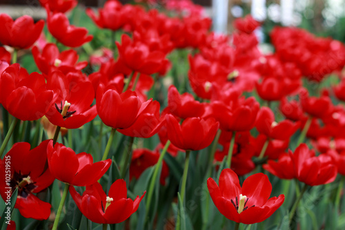 Beautiful red tulips.