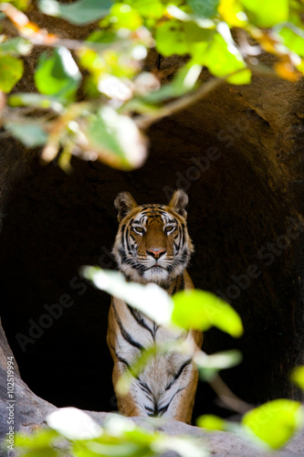 Fototapeta Naklejka Na Ścianę i Meble -  Wild Bengal Tiger in the cave. India. Bandhavgarh National Park. Madhya Pradesh. An excellent illustration.