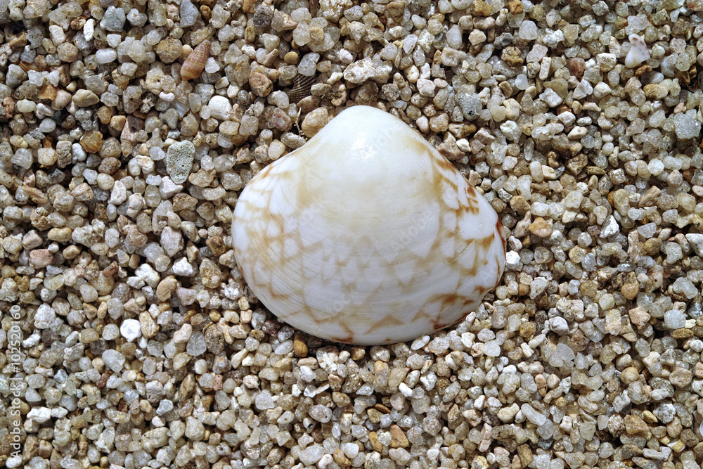 A colorful sea shell lies on a texture of large sand grains. A colorful sea shell lies on a texture of large sand grains.